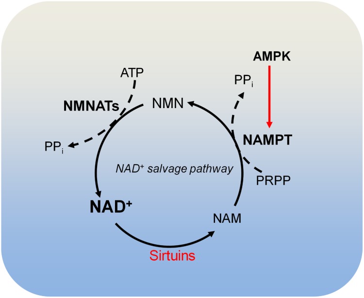 FIGURE 4