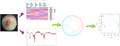 graphic file with name FSN3-9-3483-g001.jpg