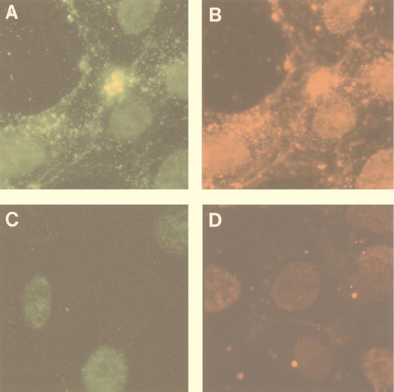 FIG. 6