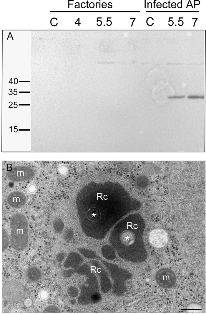 FIG 3