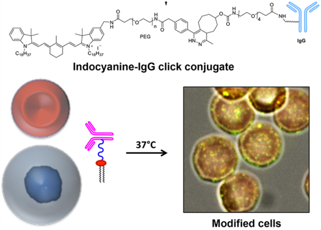 graphic file with name nihms-1629023-f0001.jpg