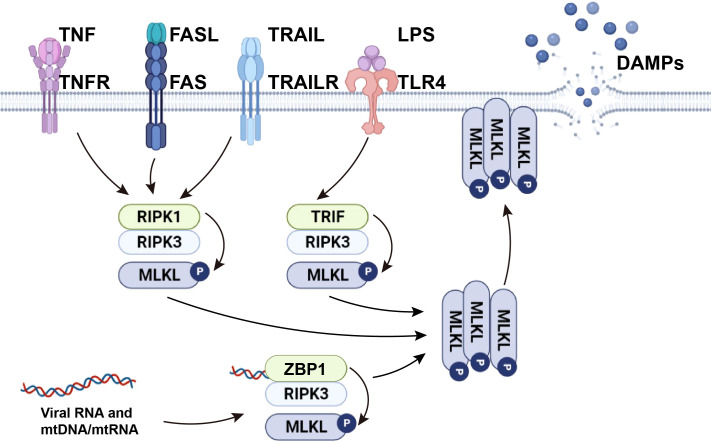 Figure 1