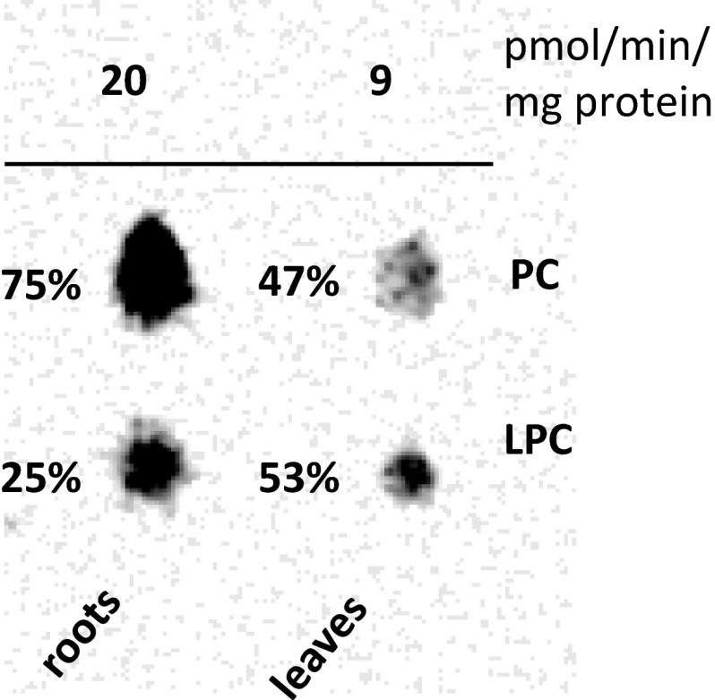 Fig. 2