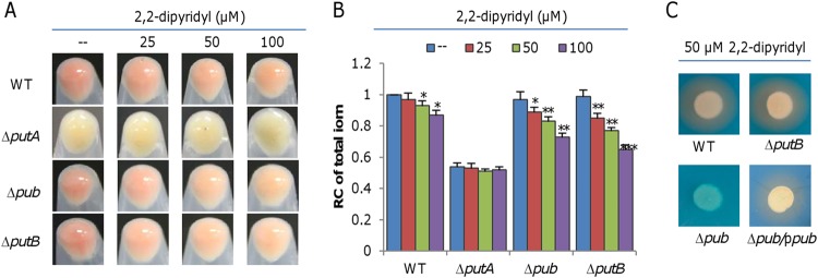 FIG 2