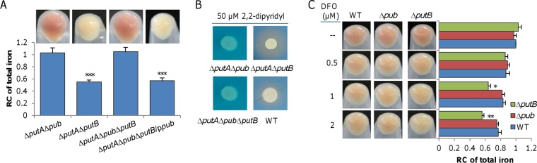 FIG 6