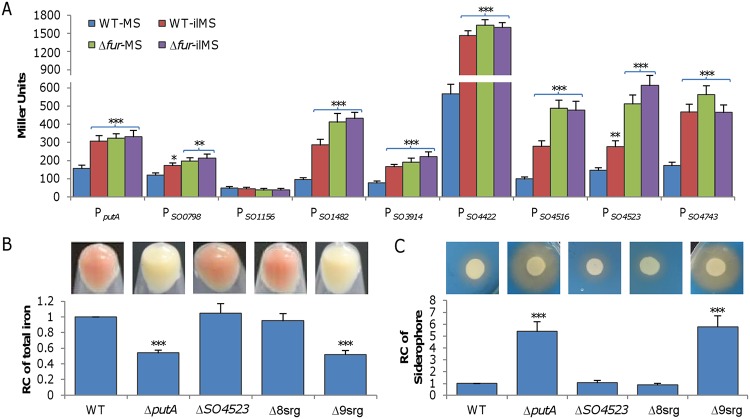 FIG 1