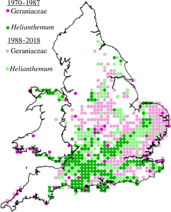 Brown argus occurrence in hectads containing Helianthemum nummularium (green) and Geraniaceae only (pink)