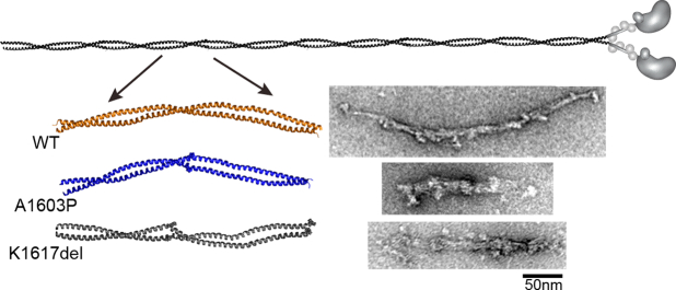 Unlabelled Image