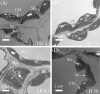 Figure 4