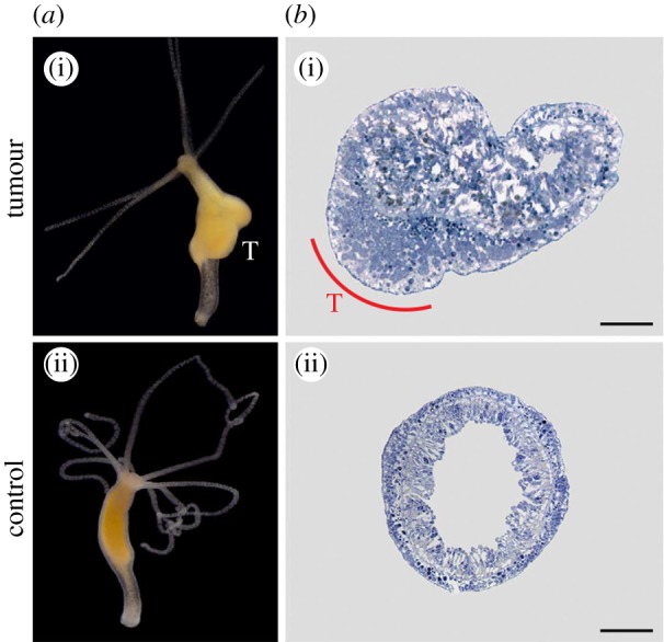 Figure 4.