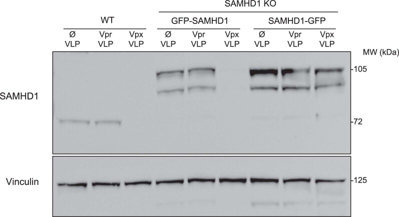 Extended Data Fig. 9