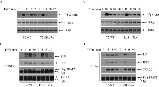 FIGURE 4: