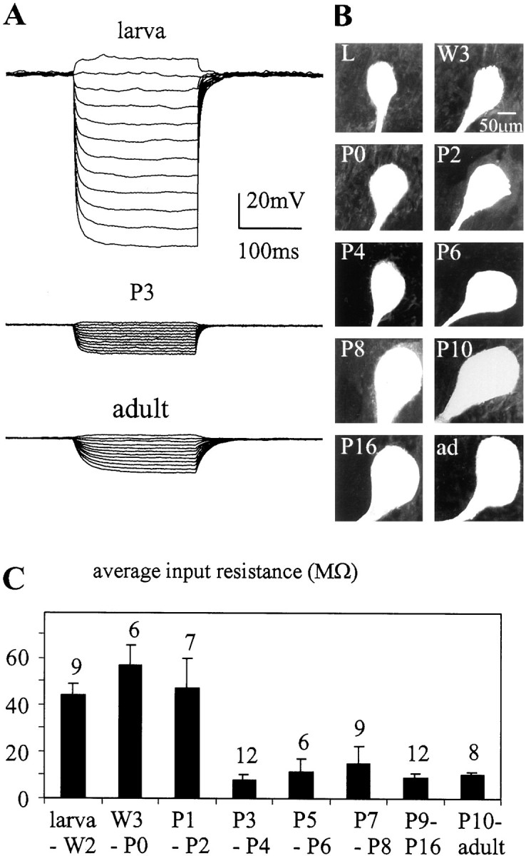 Fig. 5.