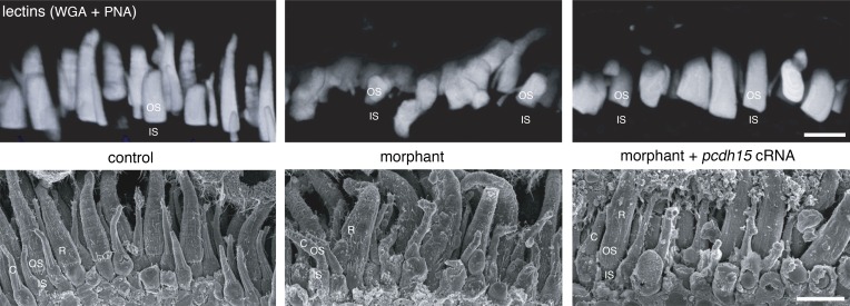 Figure 5.