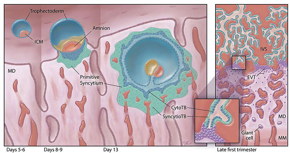 Fig. 1: