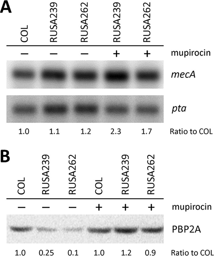 FIG 2