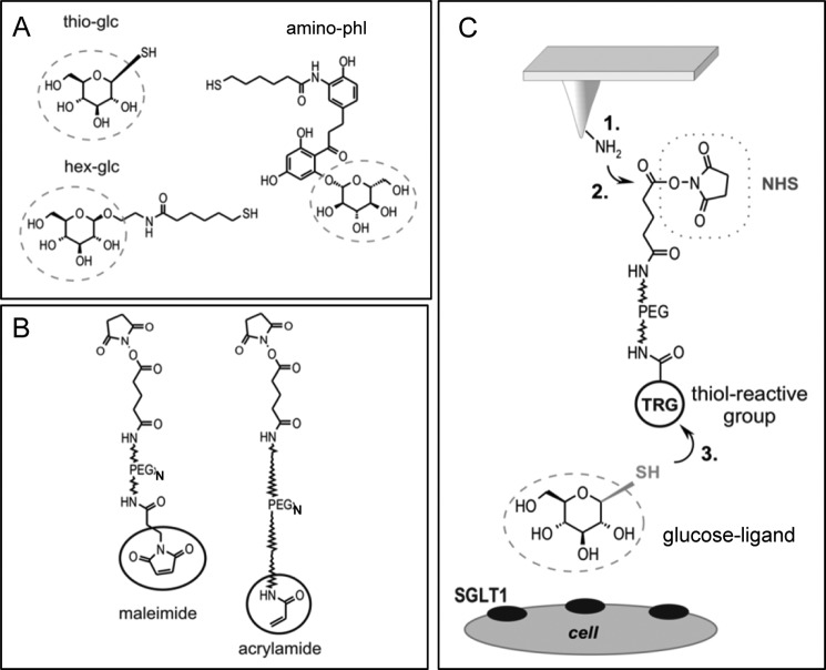 FIGURE 1.