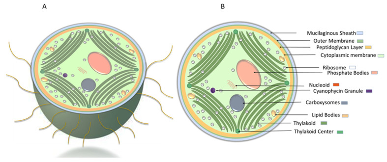 Figure 7