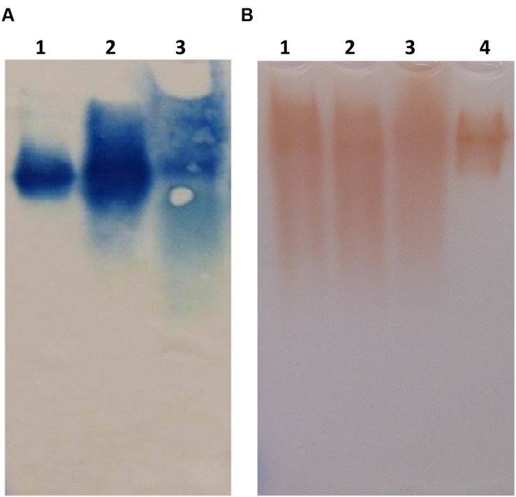 FIGURE 11