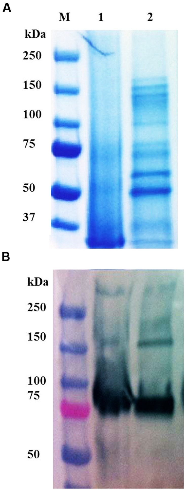 FIGURE 3