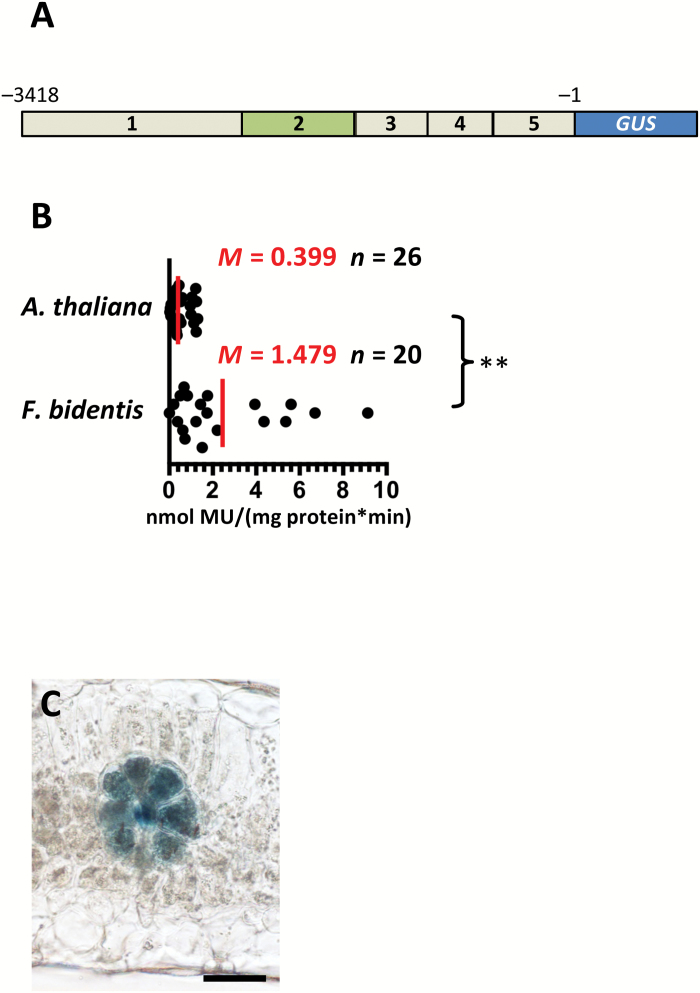 Fig. 7.