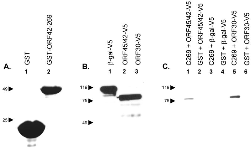 Fig. 7