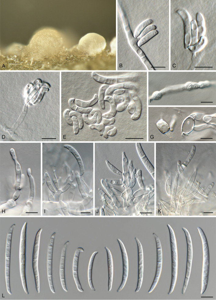 Fig. 7.