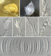 Fig. 6.