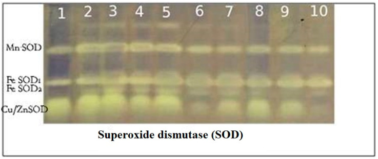 Figure 9