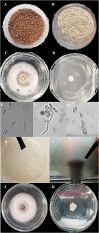 Fig. 1
