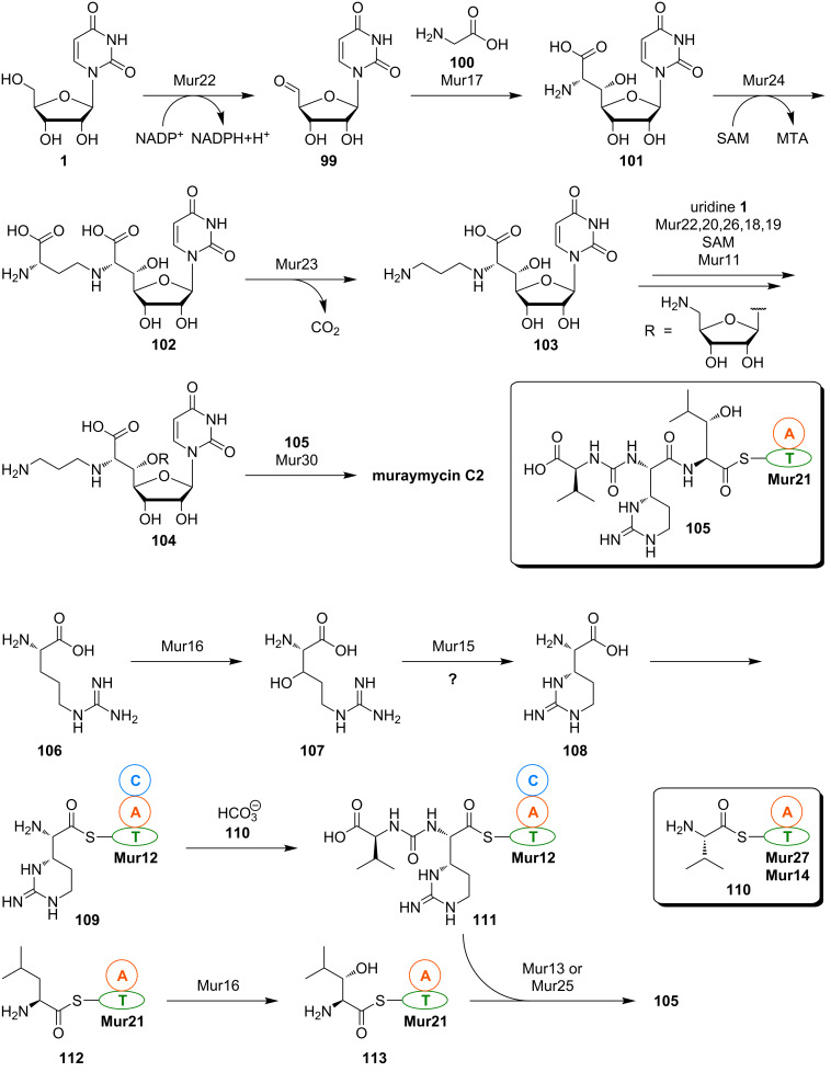 Scheme 10