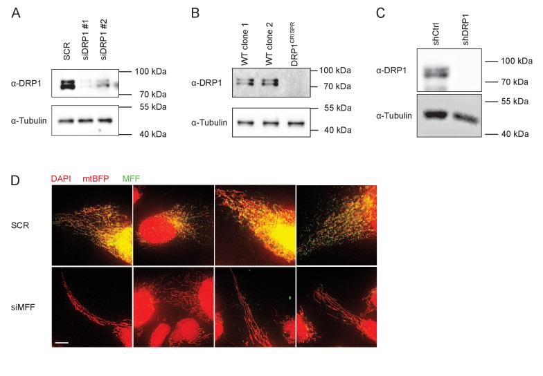 Figure 1—figure supplement 1.