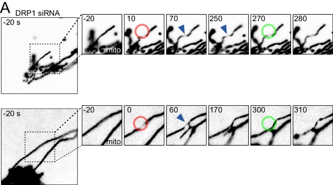 Figure 2—figure supplement 1.