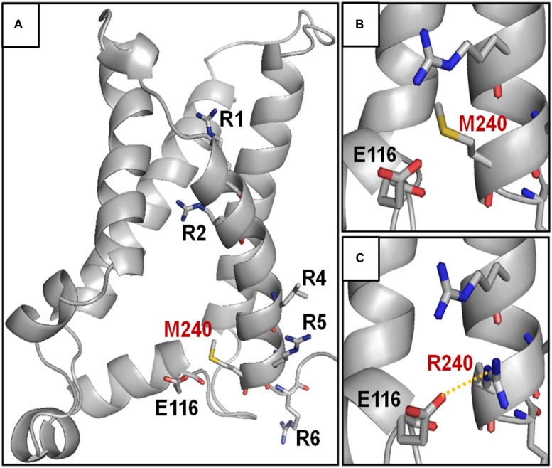 FIGURE 3