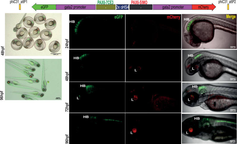 Figure 3—figure supplement 3.