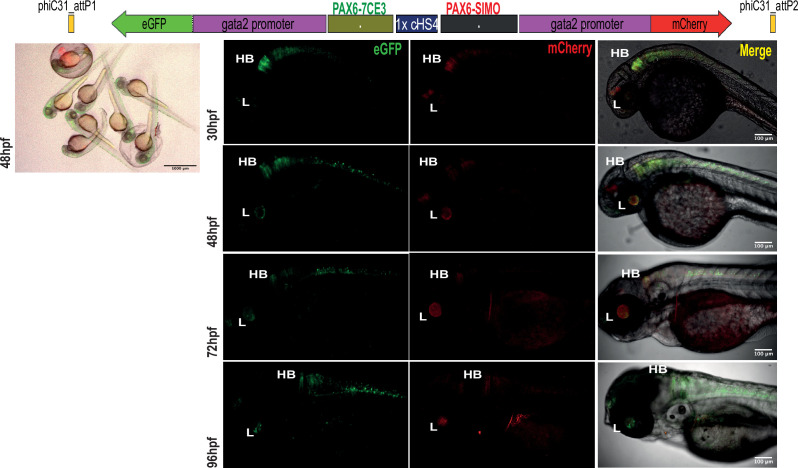 Figure 3—figure supplement 2.