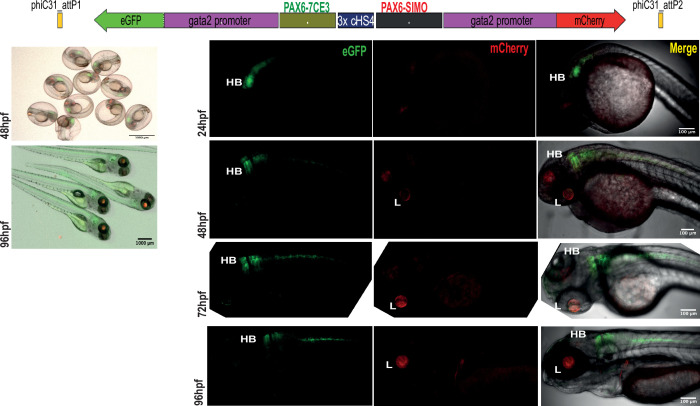 Figure 3—figure supplement 4.