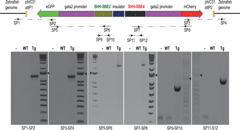 Figure 4—figure supplement 1.