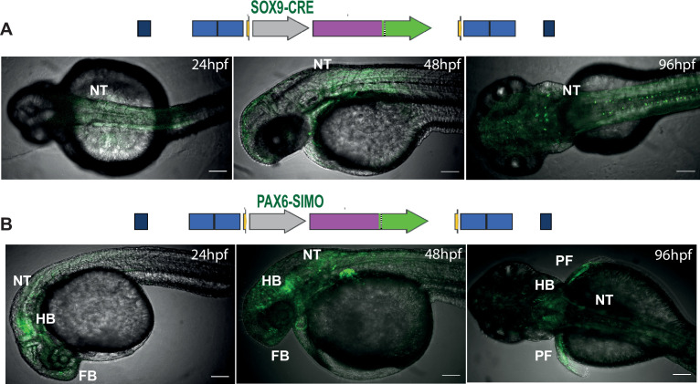 Figure 2—figure supplement 1.