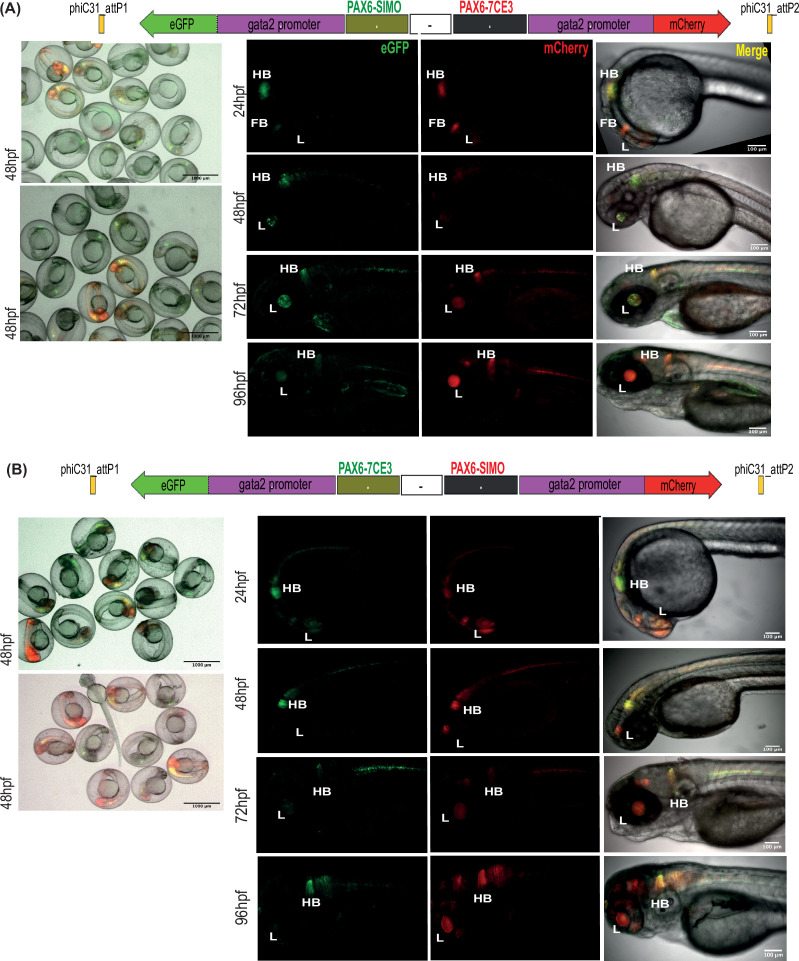 Figure 3—figure supplement 1.