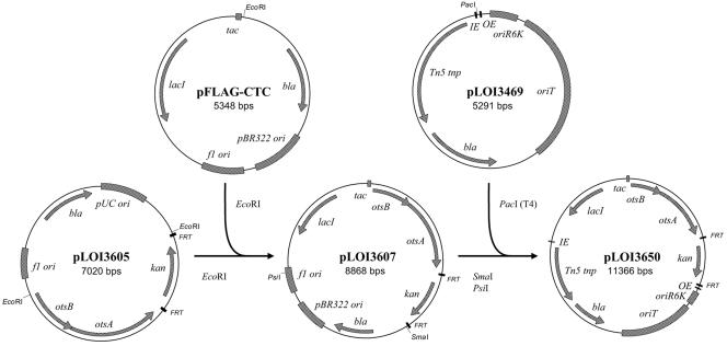 FIG. 2.