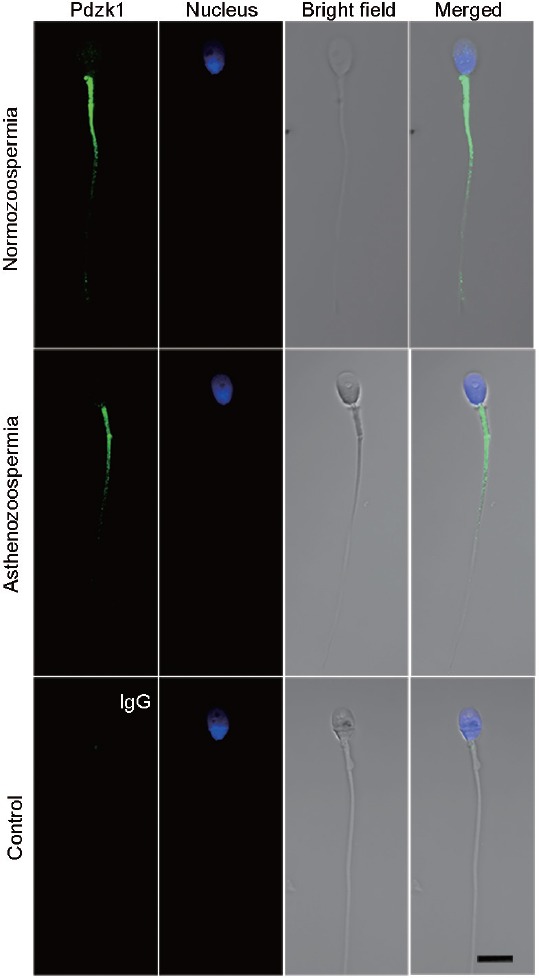 Figure 5