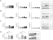Supplementary Fig. 2