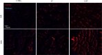 Supplementary Fig. 3