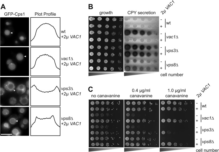 FIGURE 3.