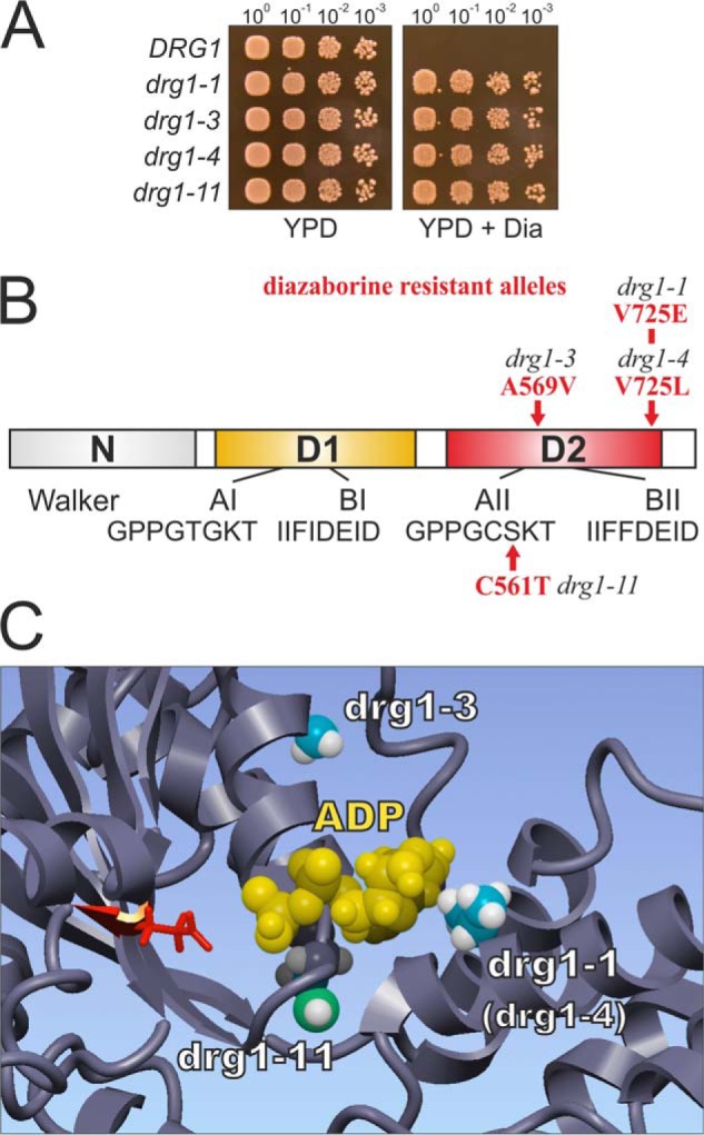 FIGURE 4.