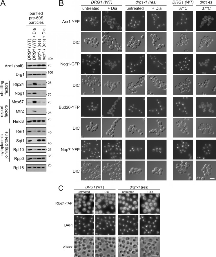 FIGURE 1.