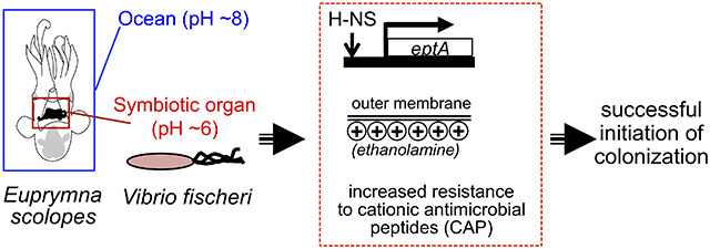 graphic file with name nihms-1045946-f0001.jpg