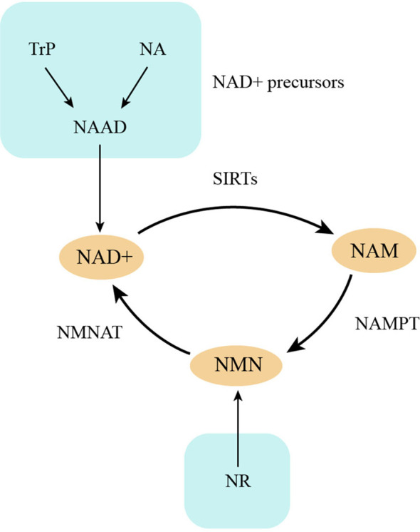 Figure 1