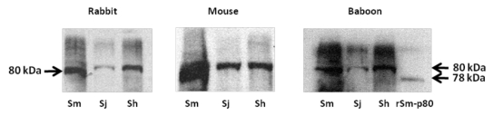 Figure 1.